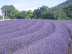 Provence ©TripAdvisor